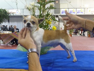 Rocco expo