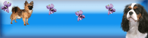 Des Z'Amours de la Violette